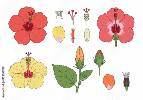 Detailed illustration of hibiscus flowers and their parts from various angles and stages of development