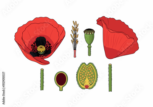 Detailed anatomical illustration of a poppy flower's structure and parts from a scientific viewpoint
