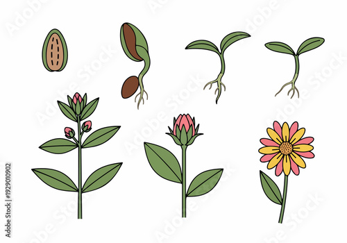 Illustration of a seed germinating into a flower, showcasing its growth stages from sprout to bloom in a botanical sequence