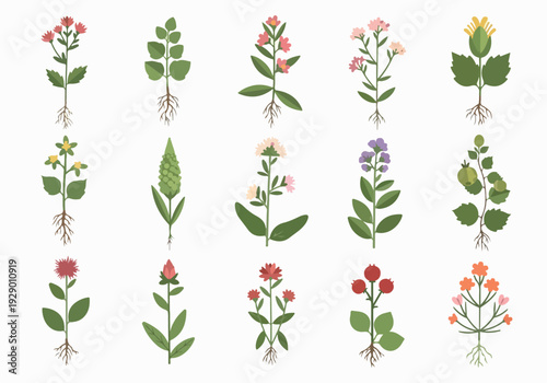 Collection of diverse flowering plants and foliage illustrated in various stages of growth and bloom
