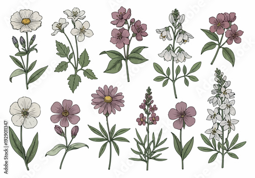 Collection of various flowers and plants illustrated in a botanical style on a clean background