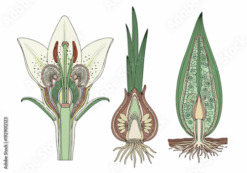 Botanical illustration of a flowering plant's anatomy, cross-section, and roots in a detailed visual representation from various viewpoints