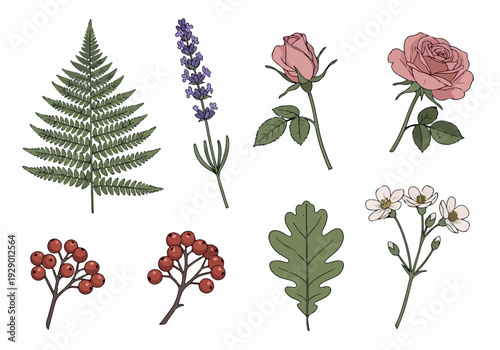 A collection of illustrated botanical elements including ferns, flowers, and leaves, displayed together in a visually appealing arrangement.