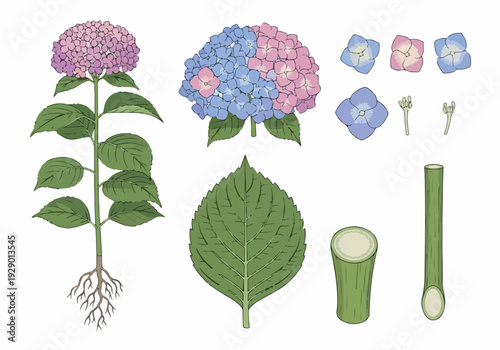Detailed illustration of a hydrangea plant with roots, leaves, and flowers in various stages of bloom and dissection