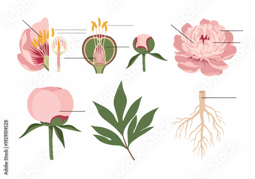 Detailed illustration of a peony flower's life cycle, from roots to blossom, showcasing its various stages and parts in a clear diagrammatic representation.