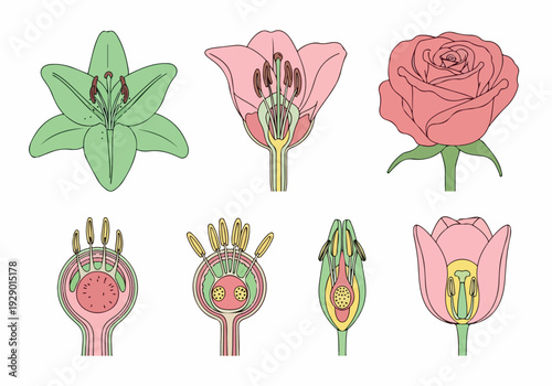 Botanical Illustrations Showcasing the Intricate Anatomy of Various Flowers and Their Reproductive Parts