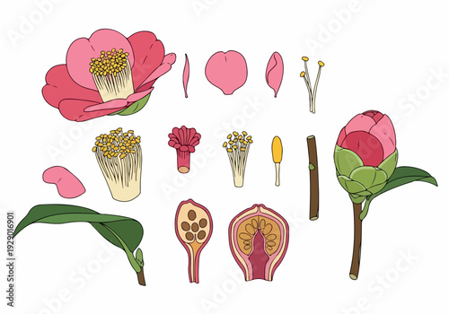 Detailed illustration of a camellia flower, showcasing its botanical structure with separate elements