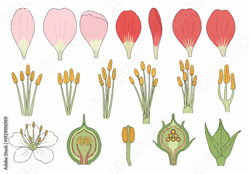 Detailed Botanical Illustration of Flower Anatomy and Parts, Depicting Petals, Stamens, Pistil, and Sepals in Various Views