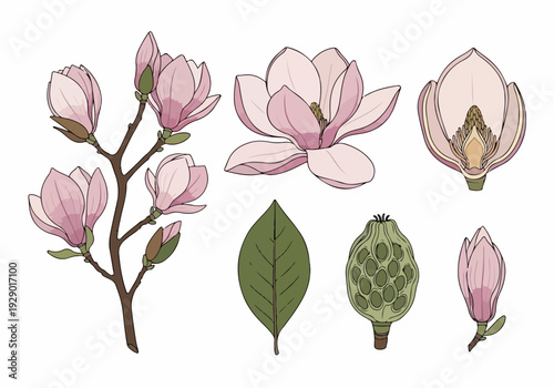 Collection of blooming magnolia flowers, a leaf, a seed pod, and a branch with buds in a charming botanical illustration style