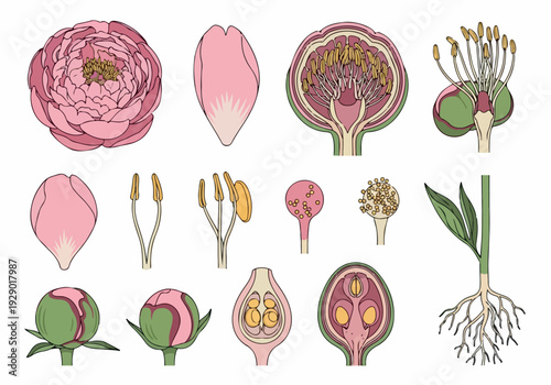 Detailed botanical illustration of a pink peony flower, showcasing its structure from bud to bloom, including cross-sections of reproductive parts and root system