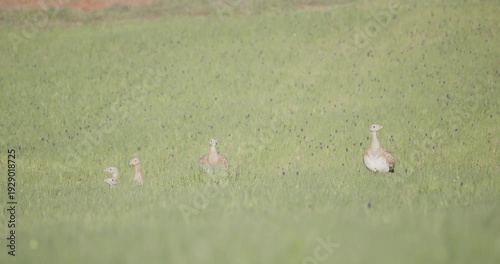 A drove of female great bustard, vigilant in the meadow during the spring breeding season, in La Mancha, Spain.