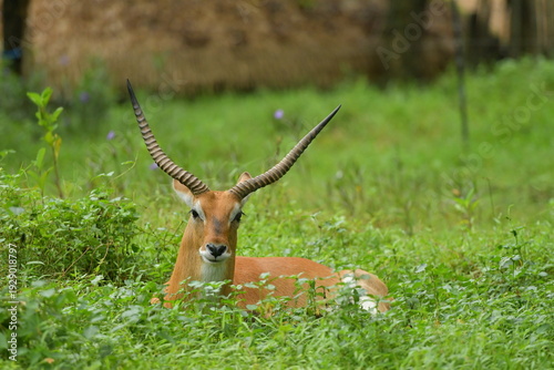 Canvas Print A Lechwe is lying on a grass field at a zoo