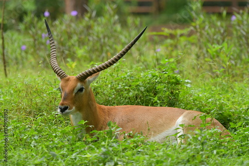 Photography A Lechwe is lying on a grass field at a zoo