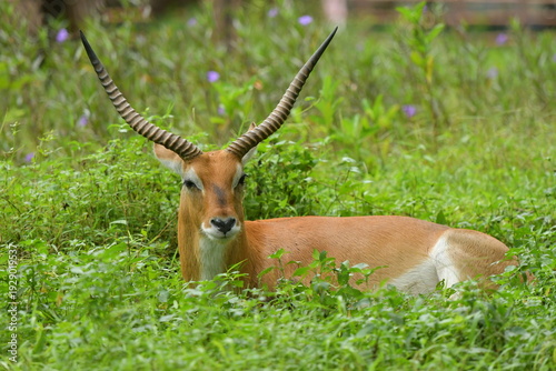 Photography A Lechwe is lying on a grass field at a zoo