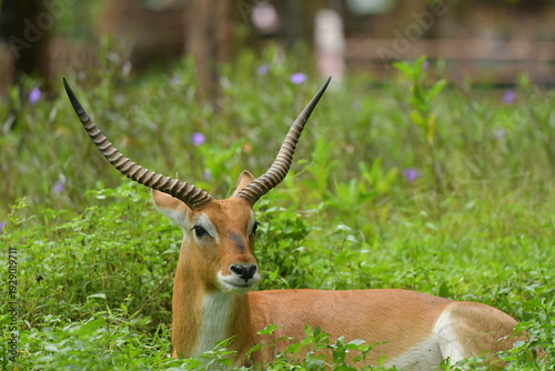 Photography A Lechwe is lying on a grass field at a zoo