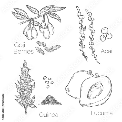 Collection of superfood: goji berries, acai berries, quinoa and lucuma fruit. Vector hand drawn illustration