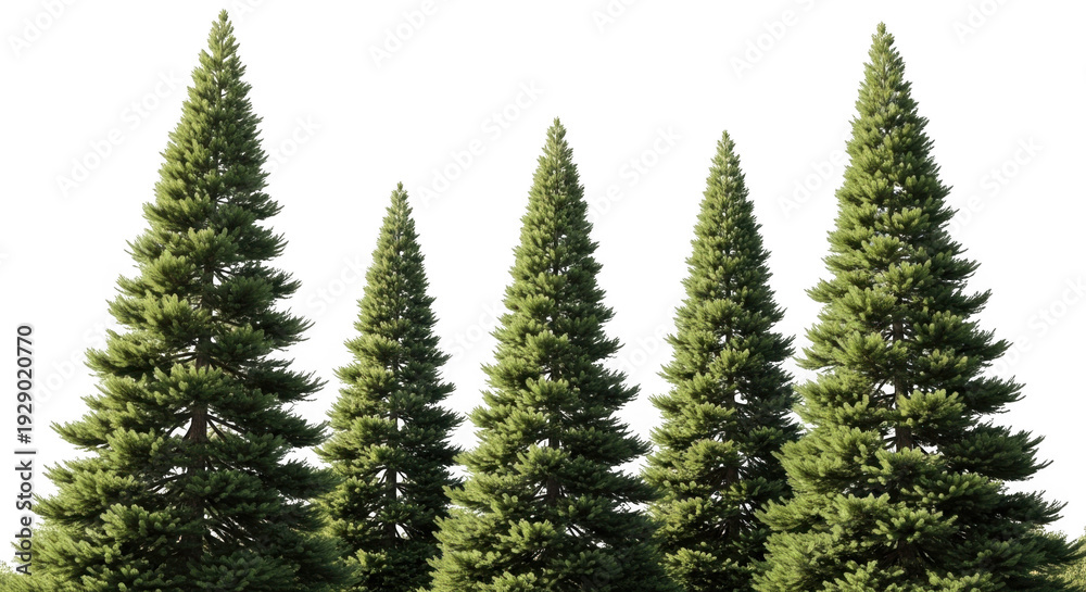 Obraz premium A group of four tall green pine trees isolated on transparent background with lush foliage and branches
