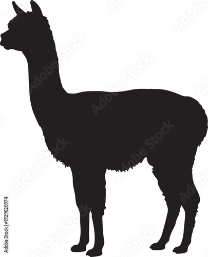 Alpaca in silhouette.