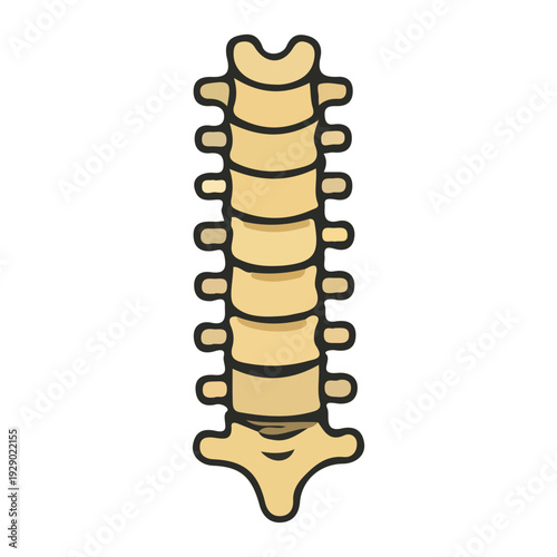 Thoracic Vertebrae Illustration