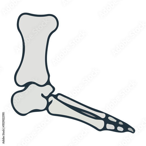 Human Foot Skeleton Illustration