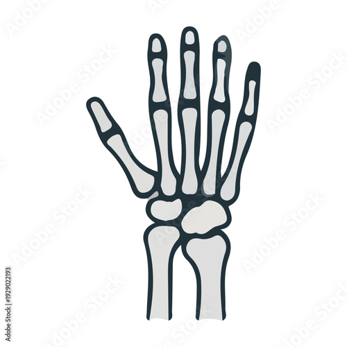 Hand Skeleton Illustration