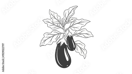 Black eggplant vegetable with leaves.