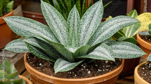A speckled, variegated plant in a terracotta pot.