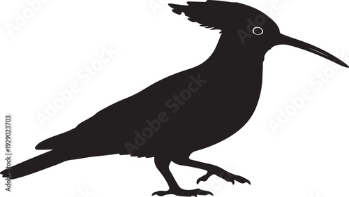 Hoopoe Pigeon in silhouette.