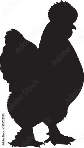  Silkie Chicken in silhouette pure white background.