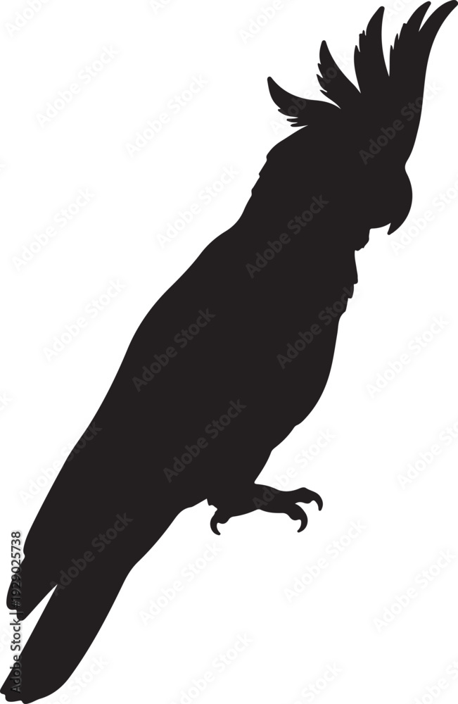 Fototapeta premium Sulphur Crested Cockatoo in silhouette on white background.