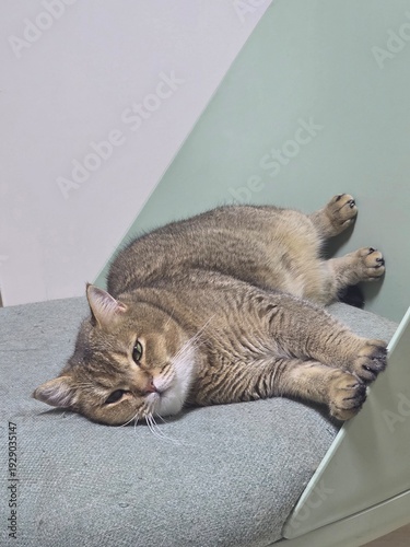 Foto Cute, Baby Cat, Adorable Pet, Kitten,Pet,Cat