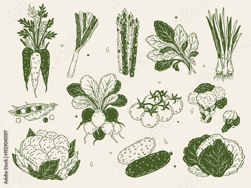 Monochrome hand-drawn vector set of fresh vegetables and greens. Minimal illustrations of lettuce, spinach, herbs, carrots, radish, broccoli, asparagus, peas, cucumbers, leek, and cherry tomatoes