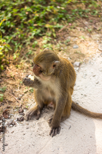 Canvas Print Monkey Eating Banana on a Sunlit Path