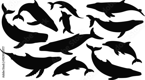Whale and dolphin silhouettes, marine mammal shapes collection, ocean wildlife icons, sea animal vector set isolated