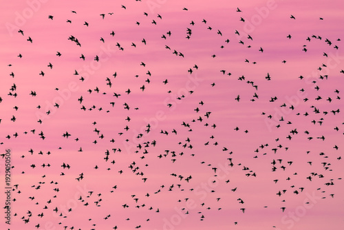 Foto Flock of starlings in flight at dusk. Sturnus.