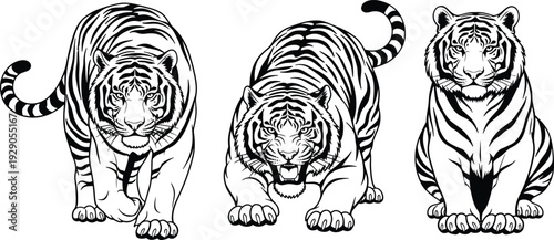 Black and white tiger illustrations with detailed stripes in various poses including walking, crouching, and sitting, wild animal feline portraits.