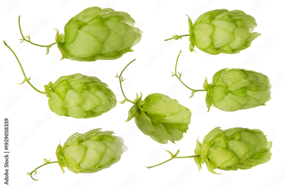 Fototapeta premium Green fresh hop cones for craft brewing set isolated on white background close-up
