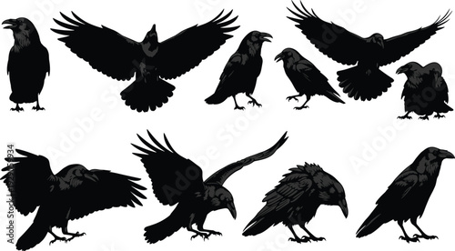 Black crow and raven silhouette set featuring birds in various poses like flying, perching, and croaking isolated on white background.