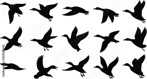 Flying duck silhouettes collection, bird migration poses, black waterfowl shapes, wildlife flight illustration set, isolated on white background
