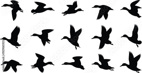 Flying duck silhouettes set isolated on white background waterfowl birds in different wing positions vector illustration collection black wildlife design