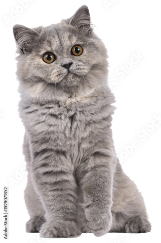 Pretty blue tortie British Longhair cat kitten, sitting up facing front. Looking beside camera with orange eyes and one paw playfully up. Isolated cutout on a transparent background.
