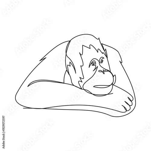 One line drawing of an orangutan in continuous line style. Minimal vector illustration isolated on white background.