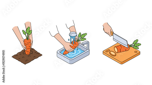 hand drawn illustration of carrot harvesting washing and cutting process in simple style for cooking and gardening concept