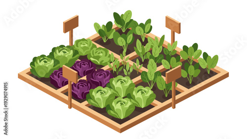isometric vegetable garden bed with lettuce and leafy greens illustration