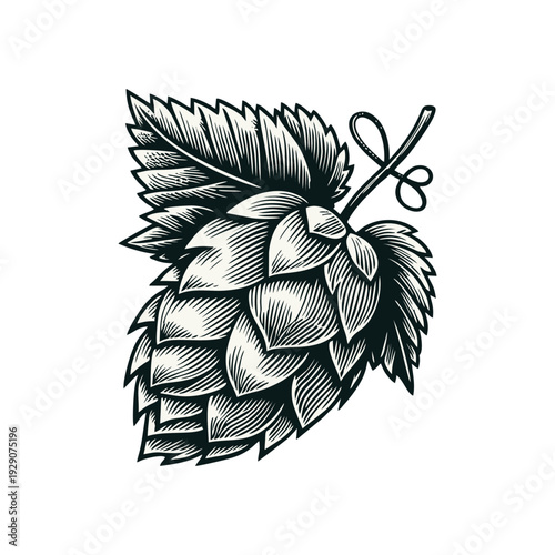 Vintage Woodcut Illustration of a Hop Cone with Leaf and Stem for Beer Brewing