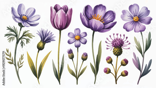 beautiful purple flowers and leaves on white background