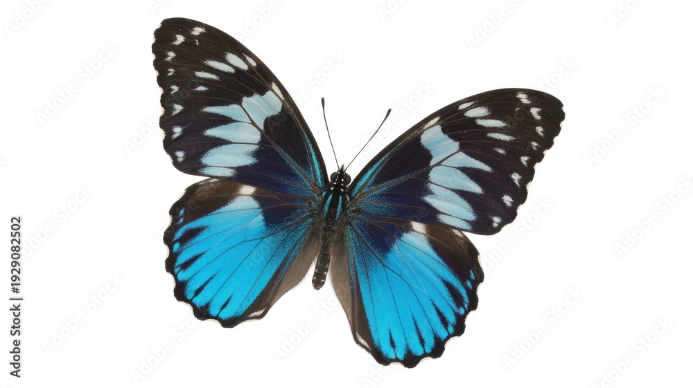 Obraz premium A majestic blue and black butterfly displays its intricate patterns with wings spread wide.