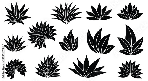 A collection of various agave plants illustrated in black and white