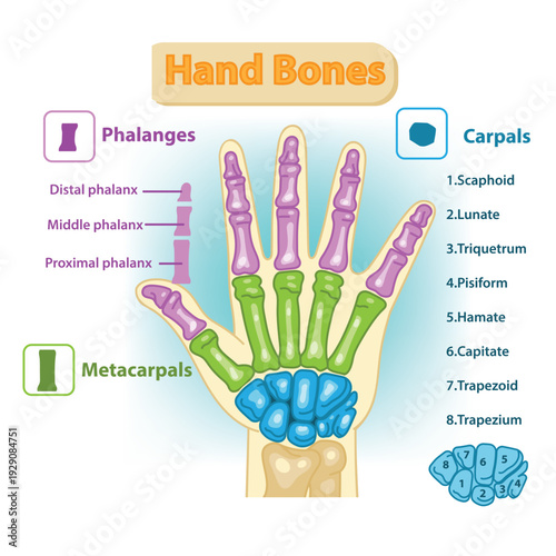 Hand Bones Anatomy Diagram