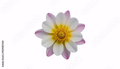 Beautiful white lotus flower with pink tips isolated on white